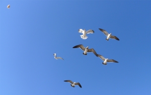 6 gulls and a piece of bread